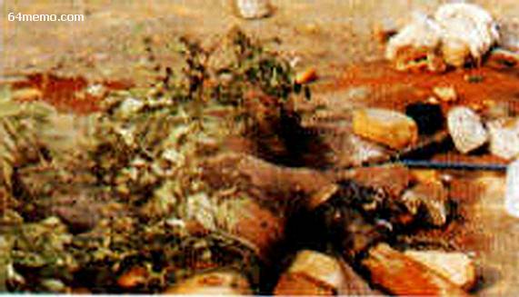wpId9660.jpg